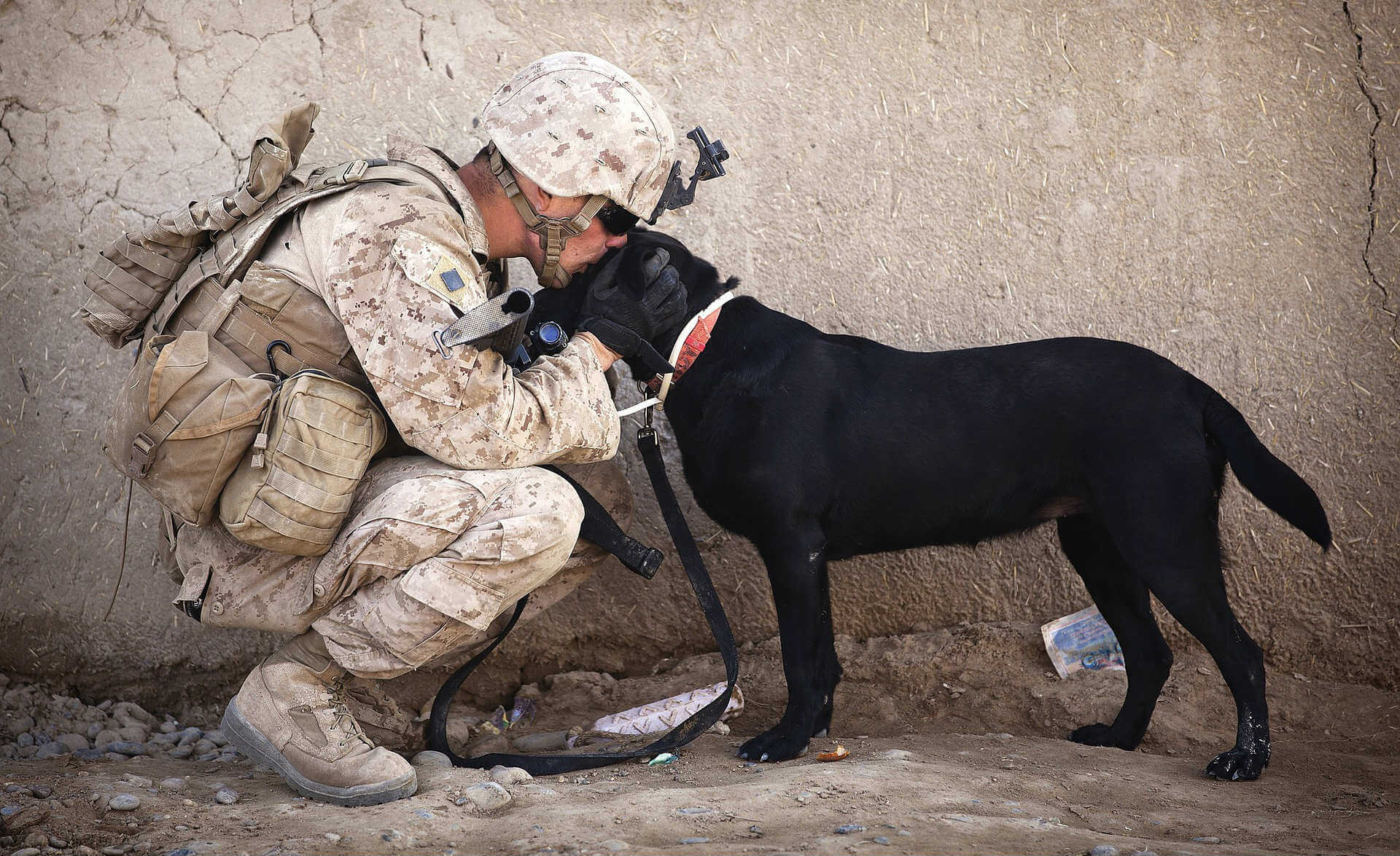 best service dog breeds for PTSD